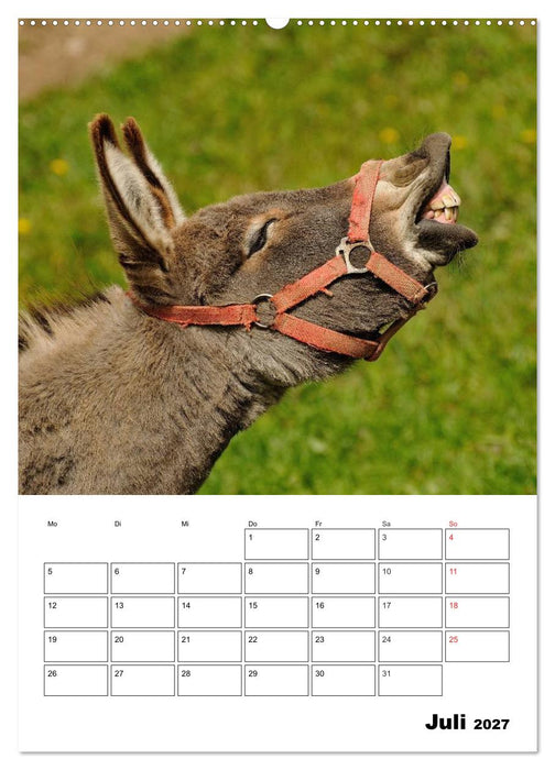 Süße Esel. Langohren zum Verlieben (CALVENDO Premium Wandkalender 2027)