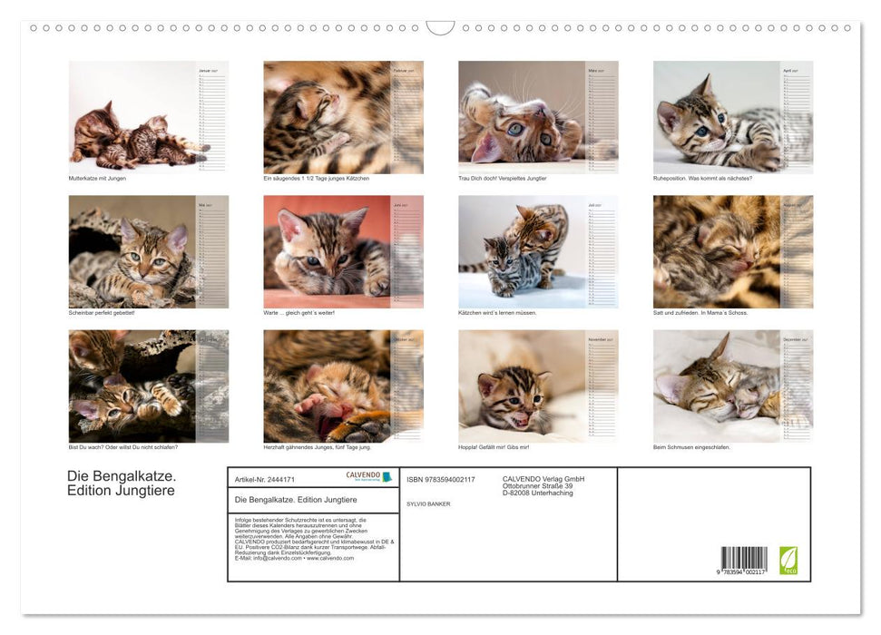 Die Bengalkatze. Edition Jungtiere (CALVENDO Wandkalender 2027)