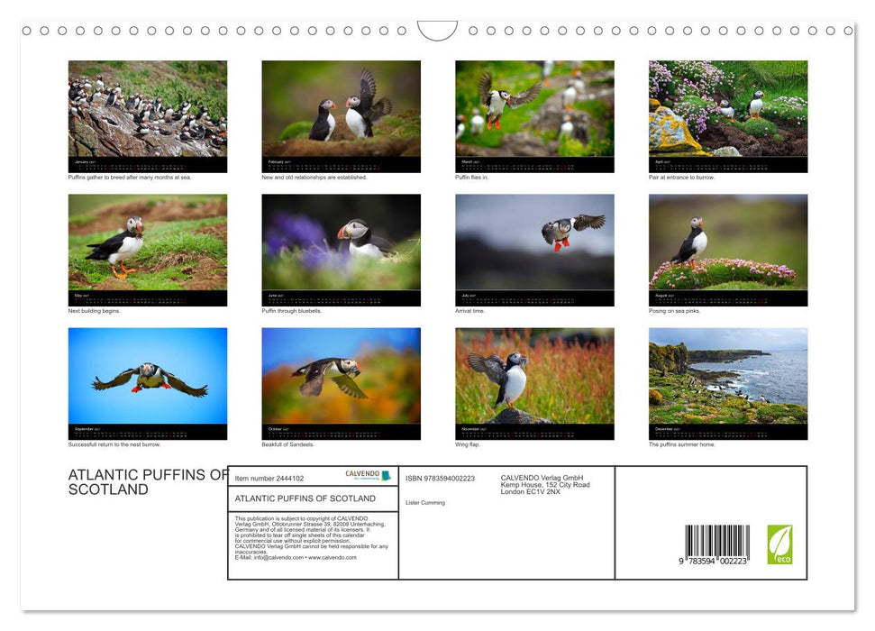 ATLANTIC PUFFINS OF SCOTLAND (CALVENDO Monthly Calendar 2027)