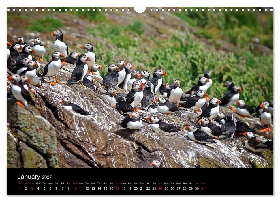 ATLANTIC PUFFINS OF SCOTLAND (CALVENDO Monthly Calendar 2027)