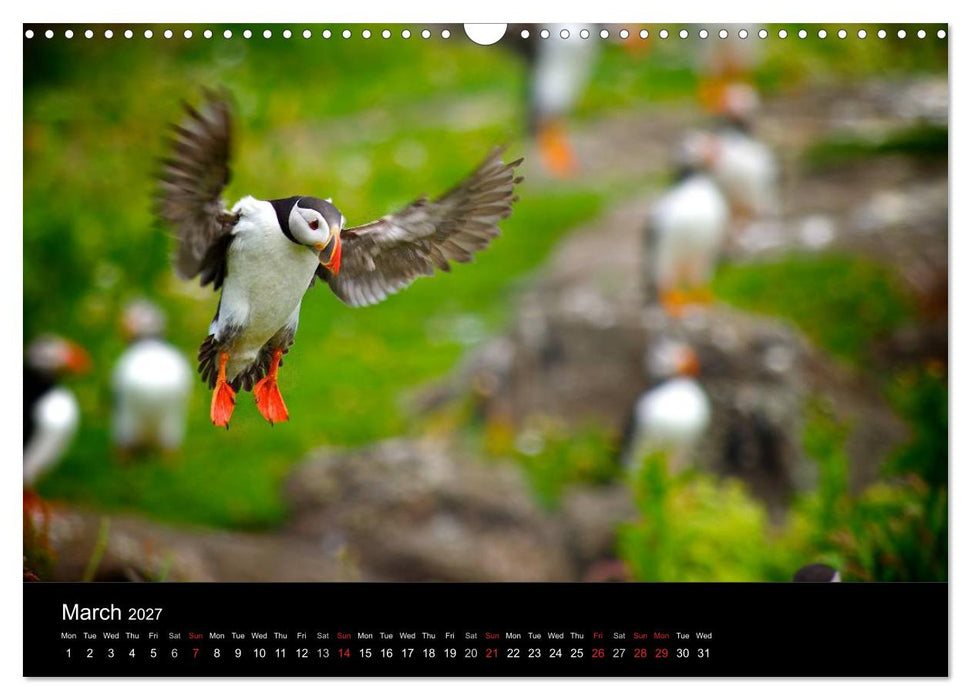 ATLANTIC PUFFINS OF SCOTLAND (CALVENDO Monthly Calendar 2027)