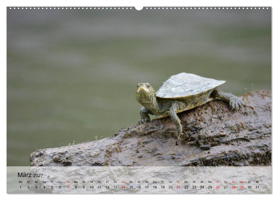 Kleine Reptilien (CALVENDO Wandkalender 2027)
