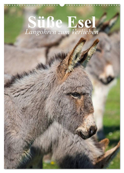 Süße Esel. Langohren zum Verlieben (CALVENDO Wandkalender 2027)