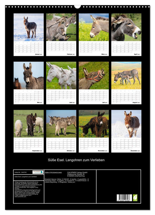 Süße Esel. Langohren zum Verlieben (CALVENDO Wandkalender 2027)