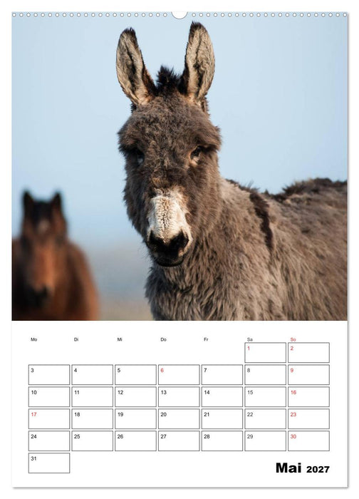 Süße Esel. Langohren zum Verlieben (CALVENDO Wandkalender 2027)