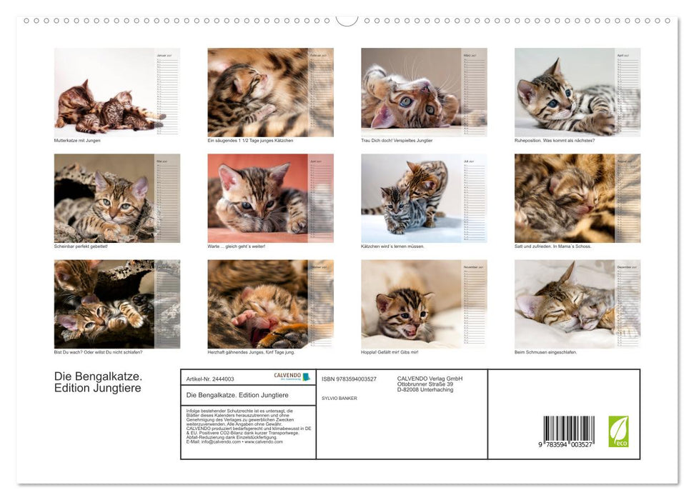 Die Bengalkatze. Edition Jungtiere (CALVENDO Premium Wandkalender 2027)