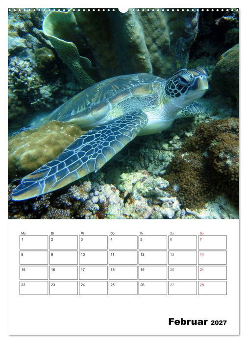 Zauberwelt. Fische, Korallen und Co. (CALVENDO Wandkalender 2027)
