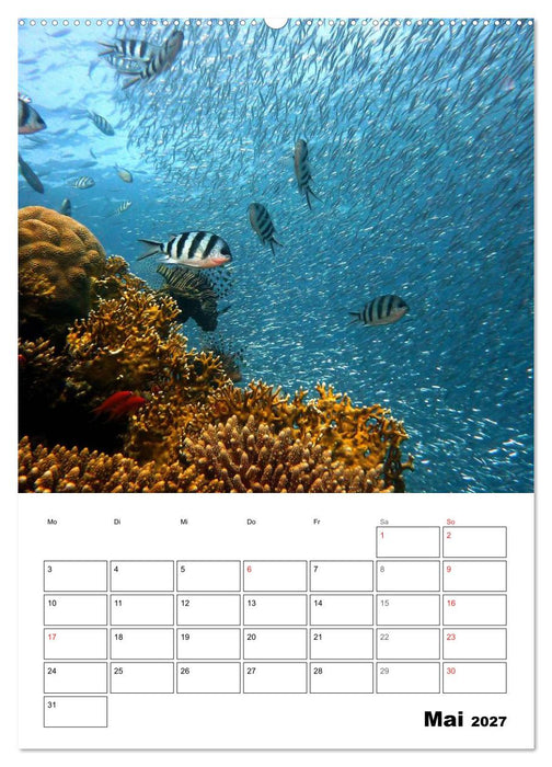 Zauberwelt. Fische, Korallen und Co. (CALVENDO Wandkalender 2027)