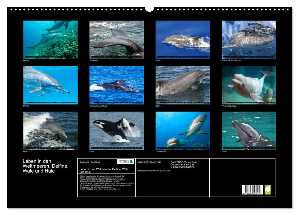 Leben in den Weltmeeren. Delfine, Wale und Haie (CALVENDO Wandkalender 2027)