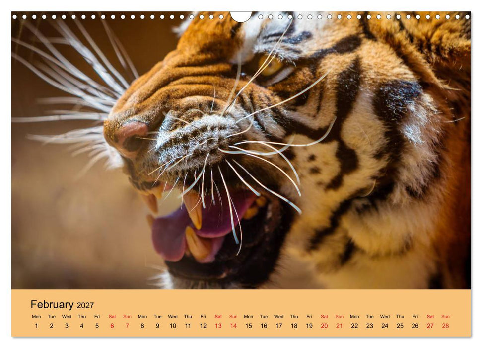 Just Bengal Tigers (CALVENDO Monthly Calendar 2027)