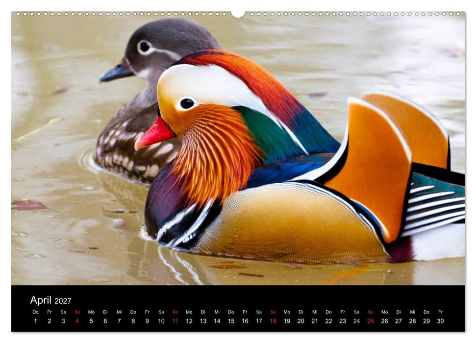 Mannheimer Waldpark (CALVENDO Premium Wandkalender 2027)