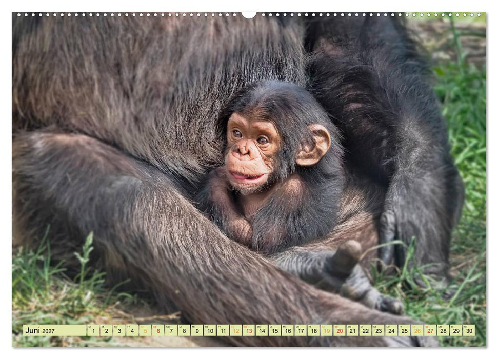 Affen - Affenkinder (CALVENDO Premium Wandkalender 2027)