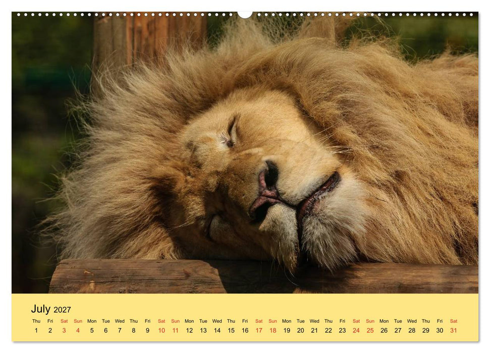 Just Big Cats (CALVENDO Premium-Calendar 2027)