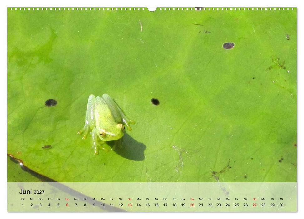 Frosch müsste man sein! (CALVENDO Premium Wandkalender 2027)