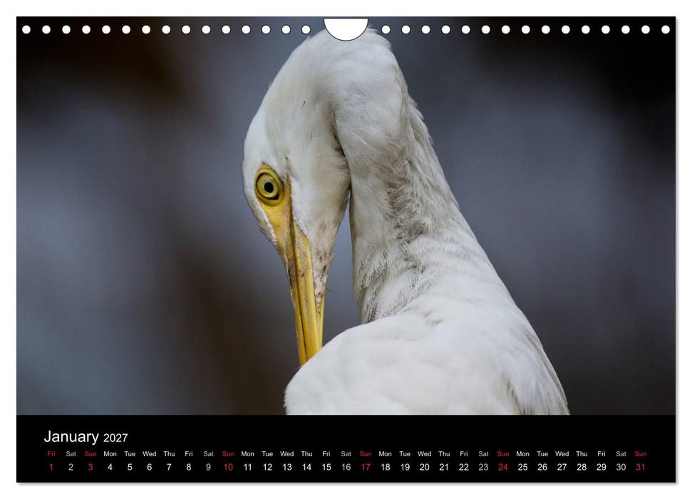World of Heron (CALVENDO Monthly Calendar 2027)