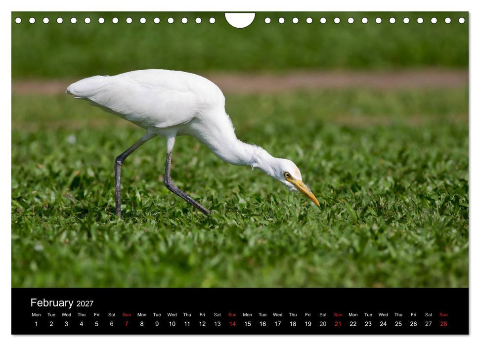 World of Heron (CALVENDO Monthly Calendar 2027)