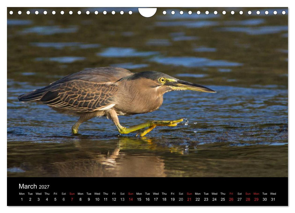 World of Heron (CALVENDO Monthly Calendar 2027)