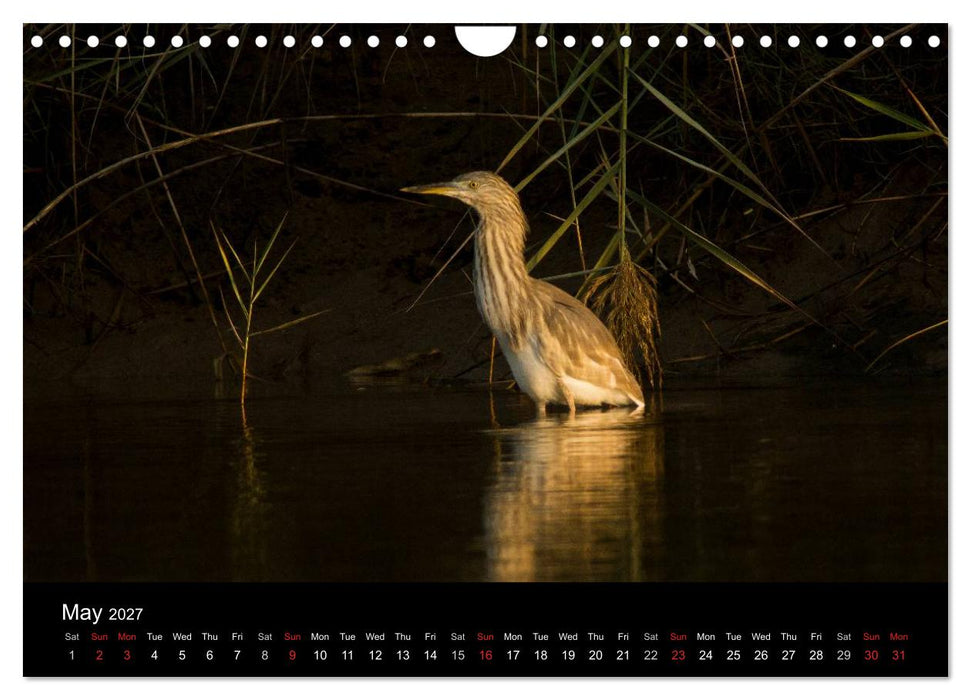 World of Heron (CALVENDO Monthly Calendar 2027)