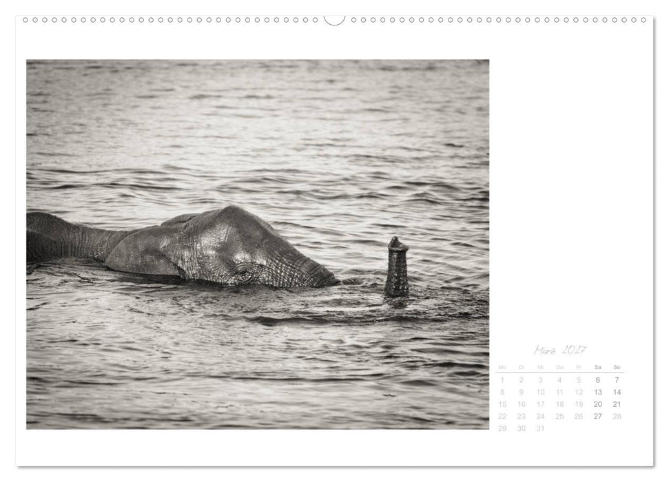 Elefanten in Etosha (CALVENDO Premium Wandkalender 2027)