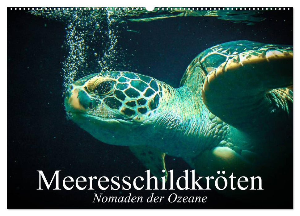 Meeresschildkröten. Nomaden der Ozeane (CALVENDO Wandkalender 2027)