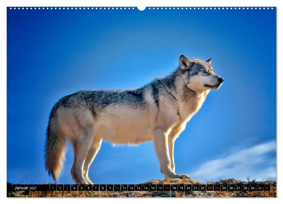 Wölfe - sie sind wieder da (CALVENDO Premium Wandkalender 2027)
