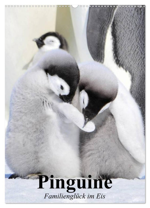 Pinguine. Familienglück im Eis (CALVENDO Wandkalender 2027)
