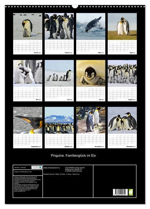Pinguine. Familienglück im Eis (CALVENDO Wandkalender 2027)