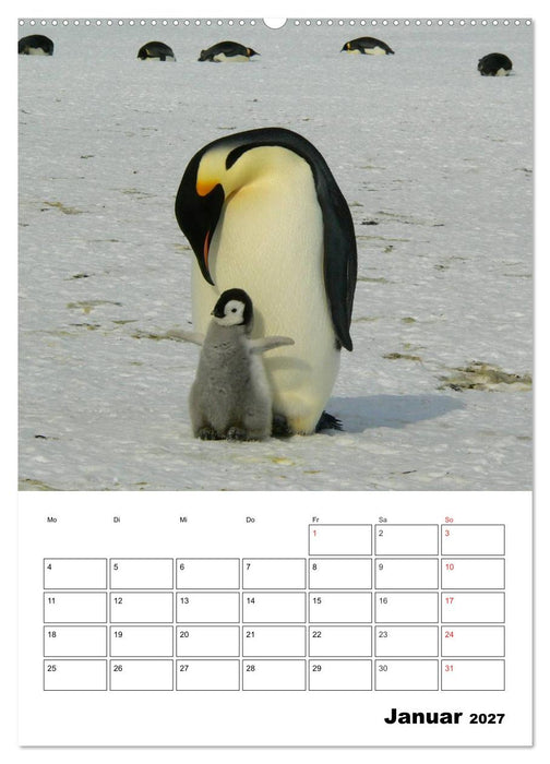 Pinguine. Familienglück im Eis (CALVENDO Wandkalender 2027)