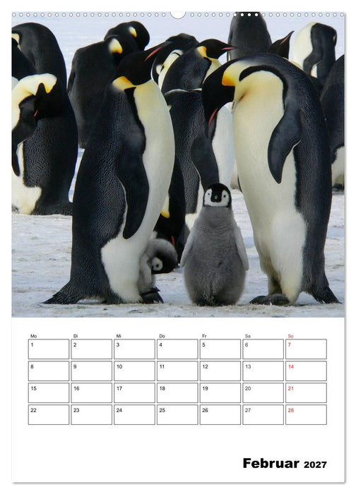 Pinguine. Familienglück im Eis (CALVENDO Wandkalender 2027)