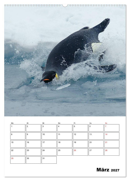 Pinguine. Familienglück im Eis (CALVENDO Wandkalender 2027)