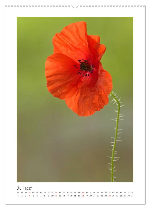 Lichtfänger (CALVENDO Premium Wandkalender 2027)