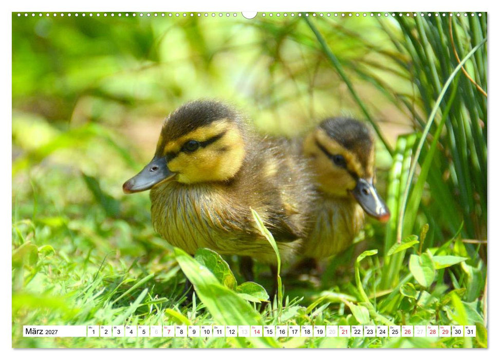 Nachwuchs in der Tierwelt (CALVENDO Wandkalender 2027)