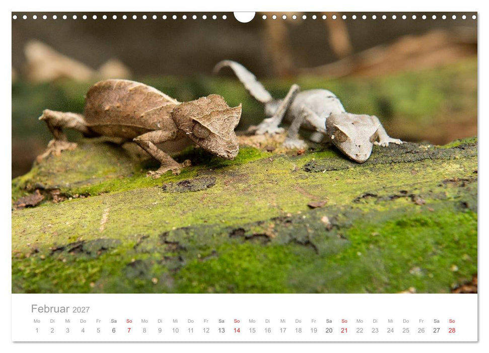 Paradies Madagaskar (CALVENDO Wandkalender 2027)