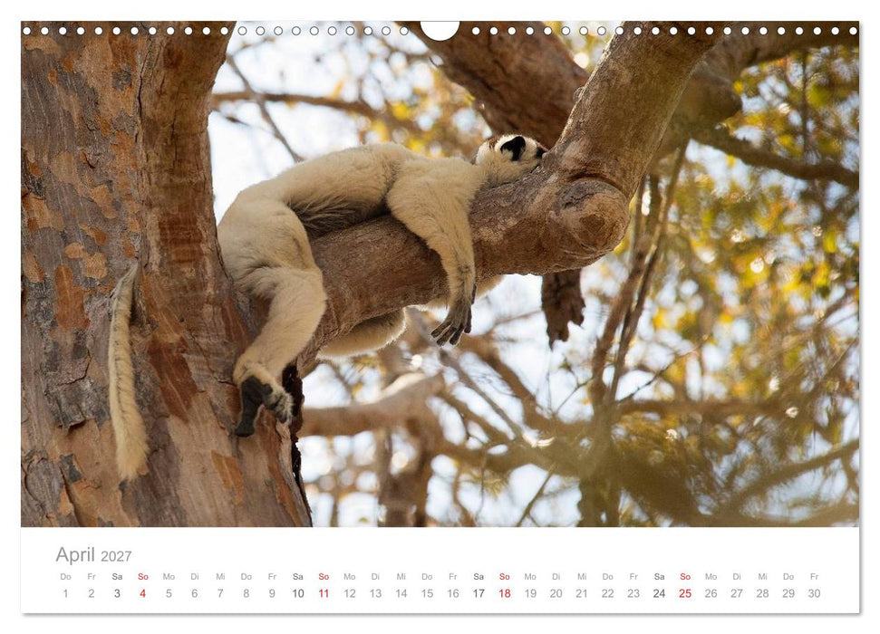 Paradies Madagaskar (CALVENDO Wandkalender 2027)