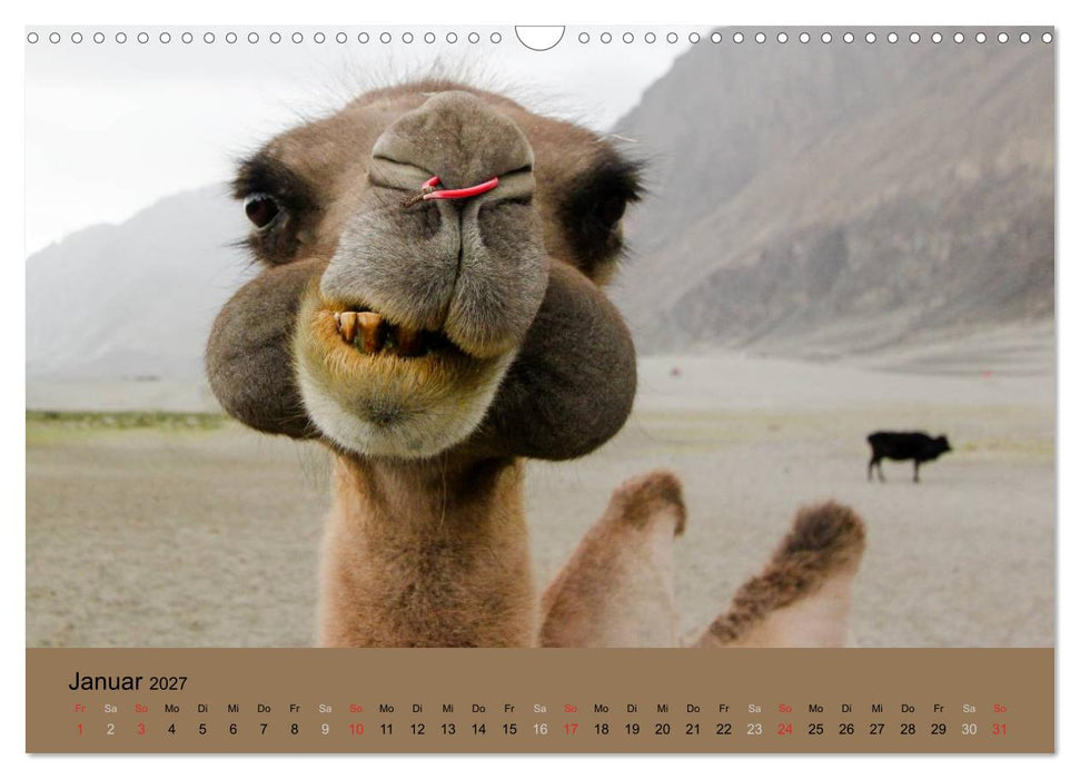 Kamel Porträt (CALVENDO Wandkalender 2027)