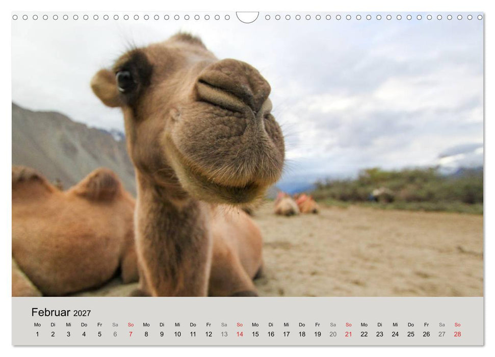 Kamel Porträt (CALVENDO Wandkalender 2027)