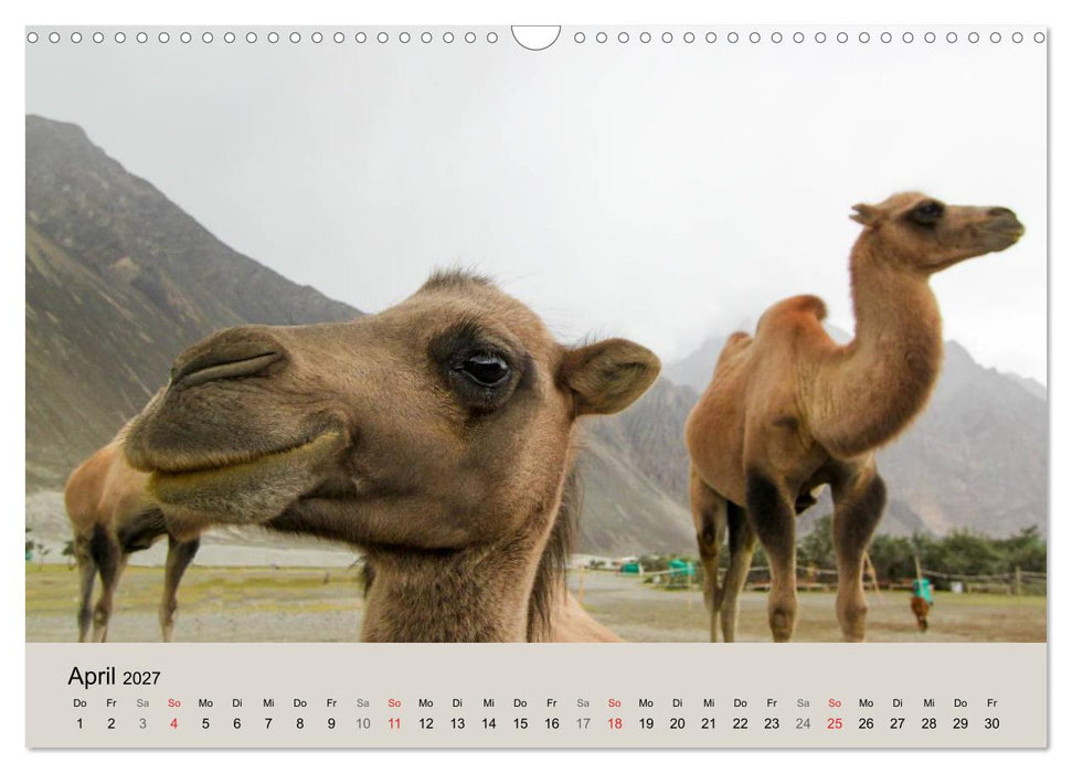 Kamel Porträt (CALVENDO Wandkalender 2027)