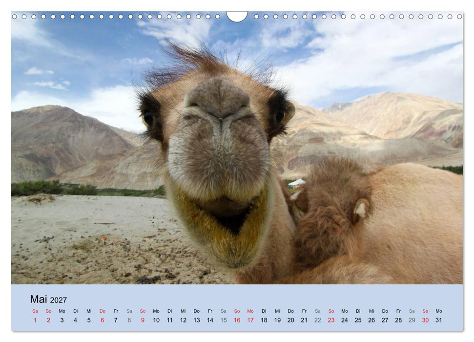 Kamel Porträt (CALVENDO Wandkalender 2027)