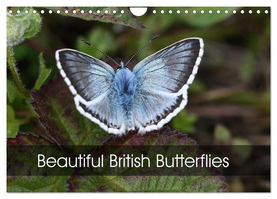 Beautiful British Butterflies (CALVENDO Monthly Calendar 2027)