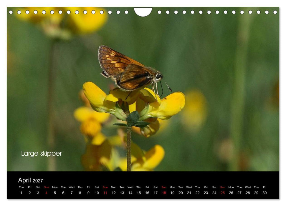 Beautiful British Butterflies (CALVENDO Monthly Calendar 2027)