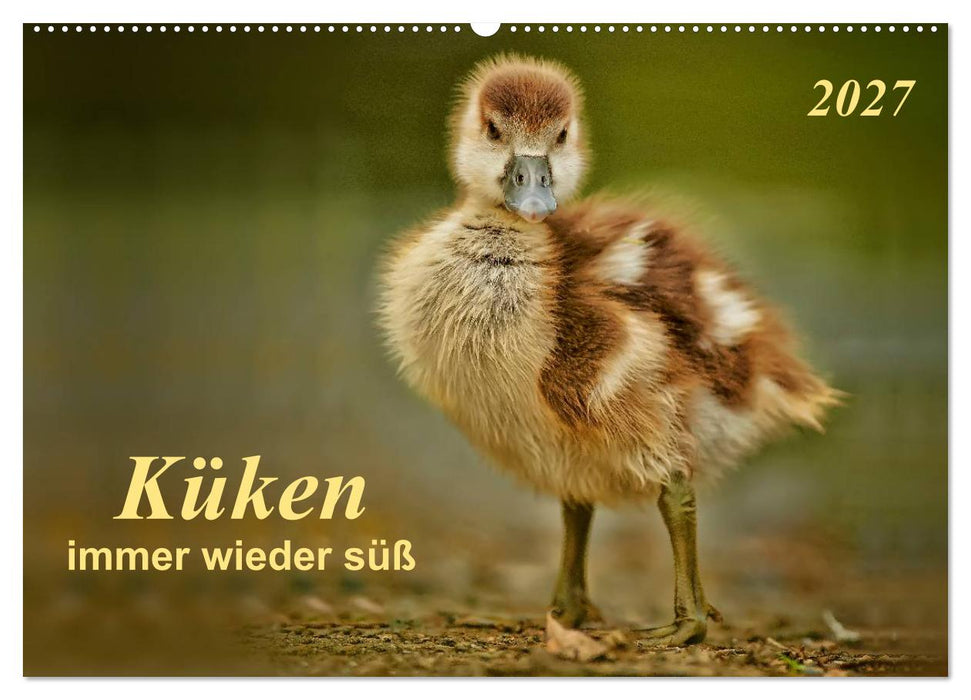 Küken - immer wieder süß (CALVENDO Wandkalender 2027)