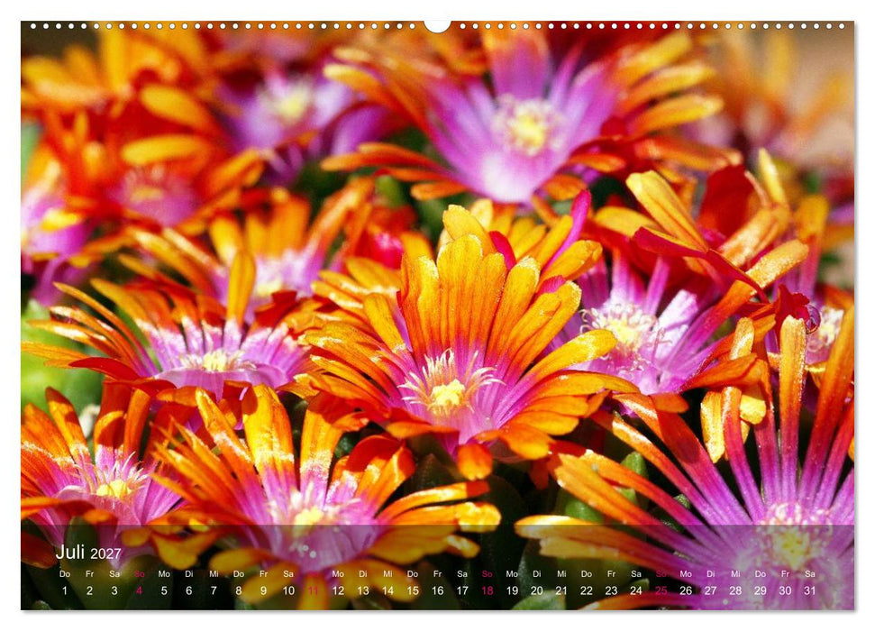 Sukkulenten in Haus und Garten (CALVENDO Premium Wandkalender 2027)