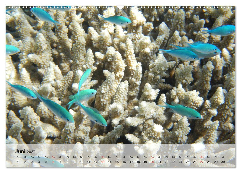 In der Meerestiefe. Fische und Korallen im ewigen Blau (CALVENDO Premium Wandkalender 2027)