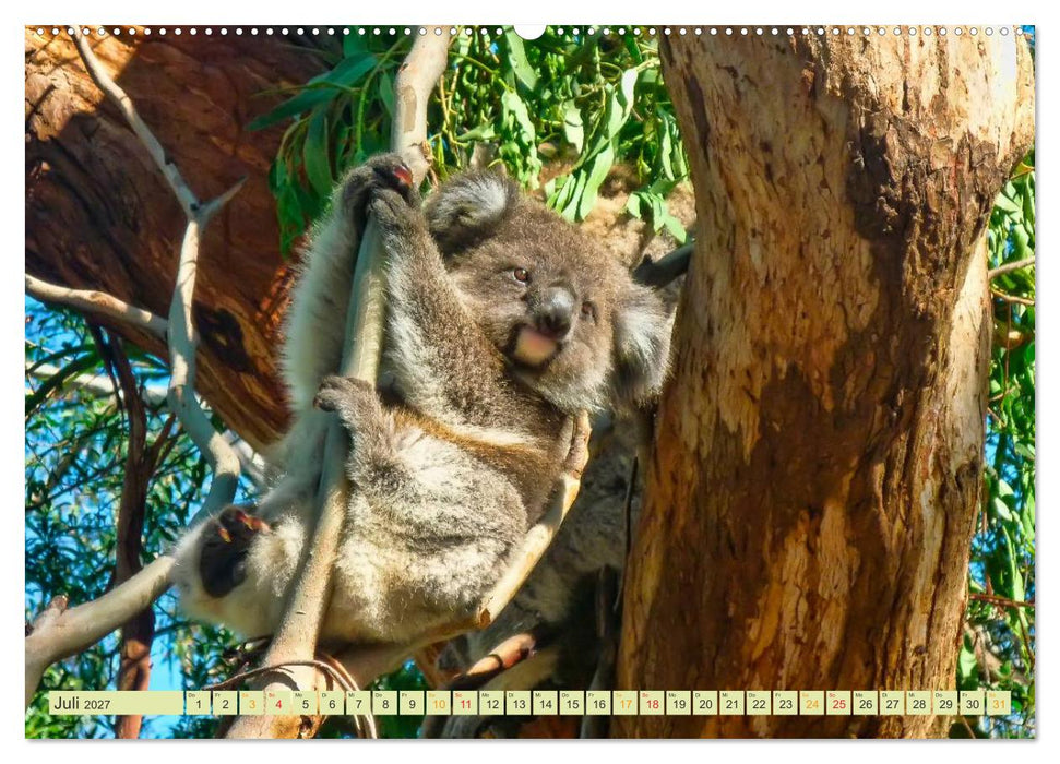 Koala - kleiner Teddy (CALVENDO Premium Wandkalender 2027)