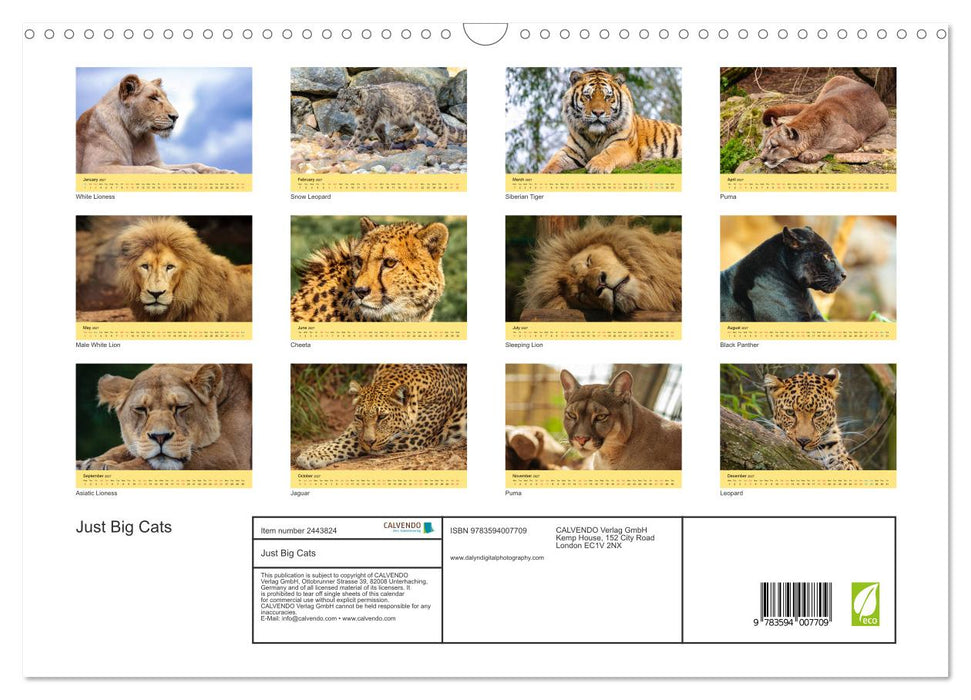 Just Big Cats (CALVENDO Monthly Calendar 2027)