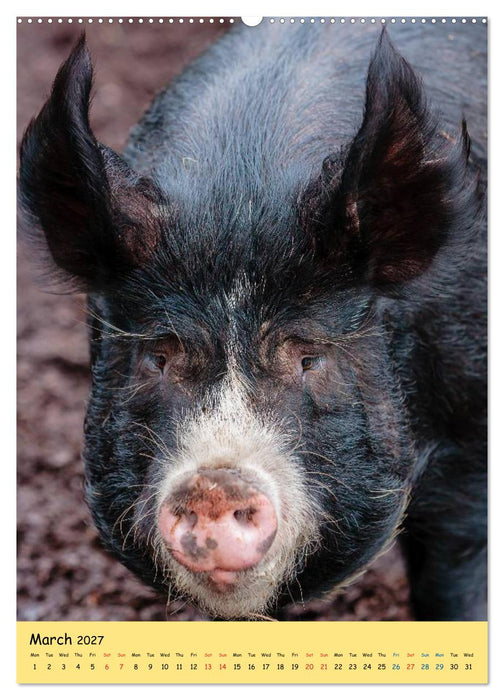 Just Pigs (CALVENDO Premium-Calendar 2027)