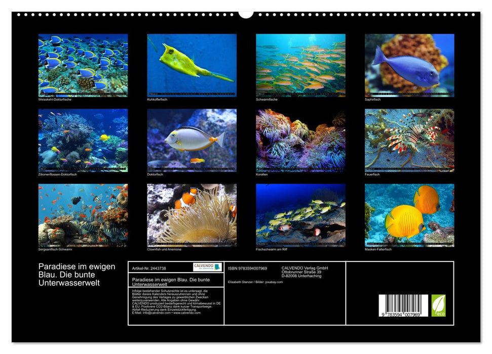 Paradiese im ewigen Blau. Die bunte Unterwasserwelt (CALVENDO Premium Wandkalender 2027)