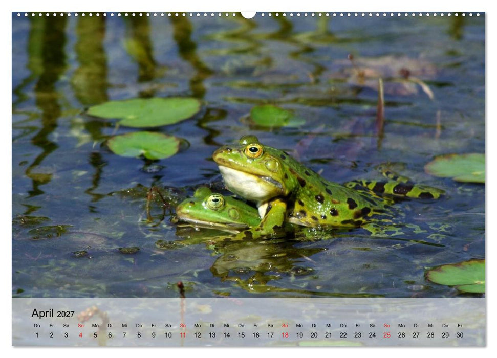 Frosch müsste man sein! (CALVENDO Wandkalender 2027)