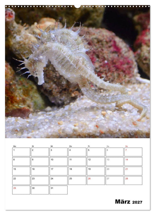 Zauberwelt. Fische, Korallen und Co. (CALVENDO Premium Wandkalender 2027)