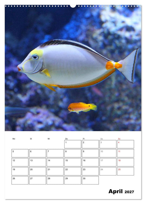 Zauberwelt. Fische, Korallen und Co. (CALVENDO Premium Wandkalender 2027)